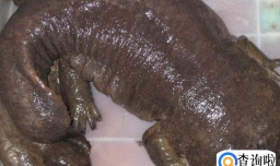 娃娃鱼的营养价值