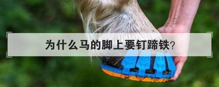为什么马的脚上要钉蹄铁