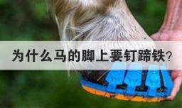 为什么马的脚上要钉蹄铁