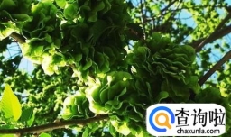 榆树钱怎么做好吃