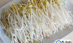 发豆芽要注意什么