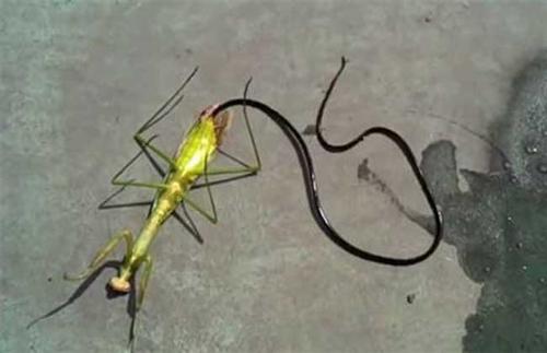 螳螂肚子里的虫子是什么