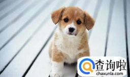 详解购买狗狗的几种途径