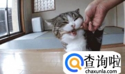 猫到新环境怎么安抚