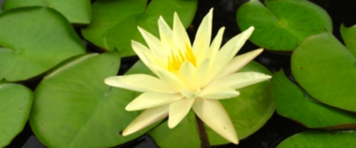 水生植物有哪些