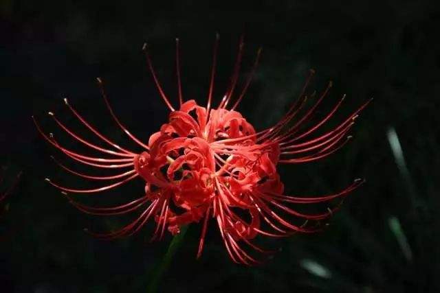 彼岸花为什么叫死人花