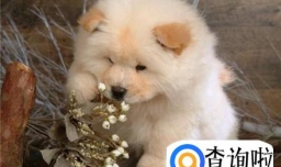 上班族如何养狗