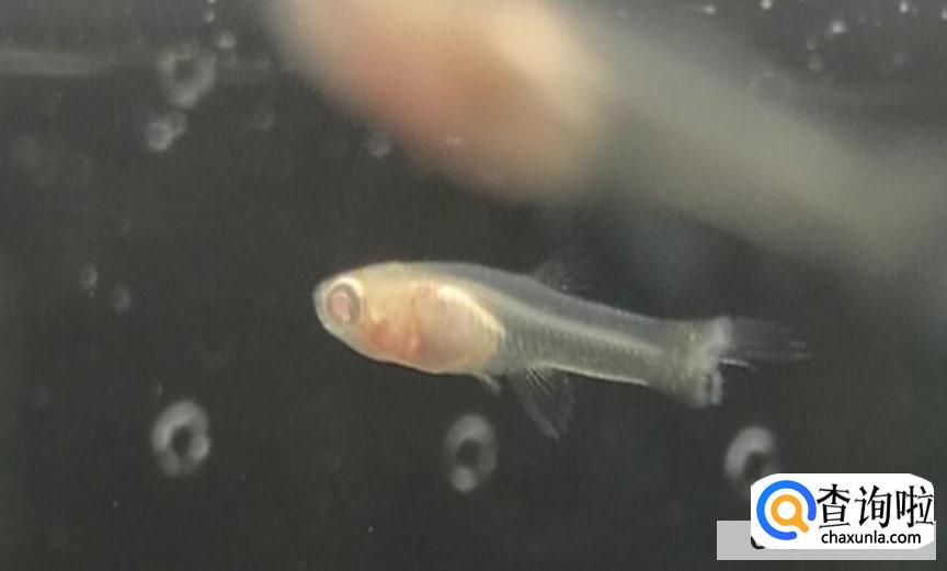 孔雀鱼鱼苗饲养方法