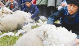 200多的羊毛被是真的吗