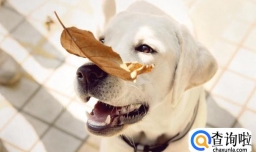 初步辨别狗狗呕吐是什么原因引起的？