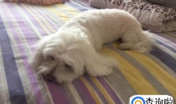 狗狗的睡眠状态