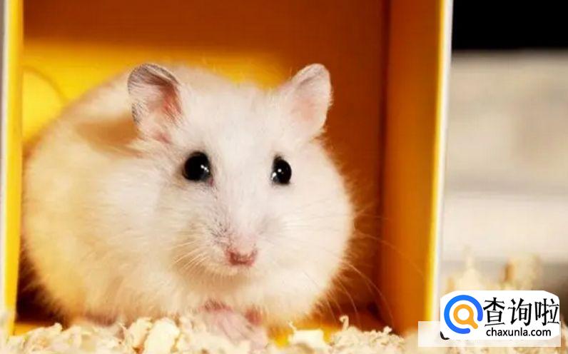怎么让仓鼠晚上不闹腾