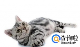 如何判断母猫是不是怀孕以及怀孕注意事项