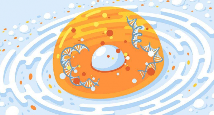 细胞核的功能是什么