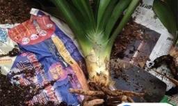 兰花根部全部腐烂后应该如何处理