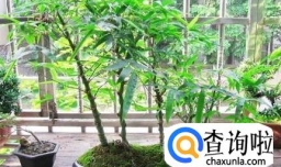 罗汉竹的养殖方法