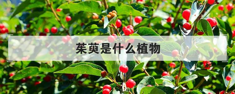 茱萸是什么植物