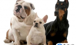 一般狗狗能活多久？