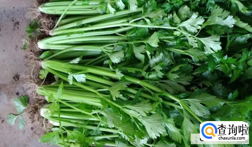 自己在家怎么种芹菜最好呢