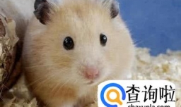 什么宠物好养又干净