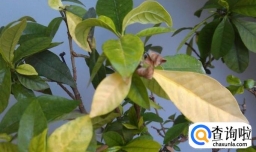 叶子发黄怎么办