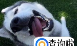 常见的狗都有哪些