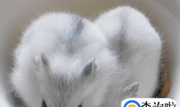 银狐仓鼠饲养方法 银狐仓鼠怎么养