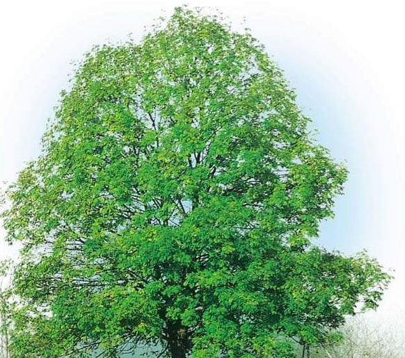 世界上最高的树