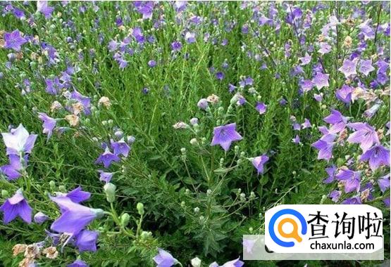 花的各部分的作用