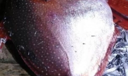 月亮鱼是什么鱼？月亮鱼怎么吃？