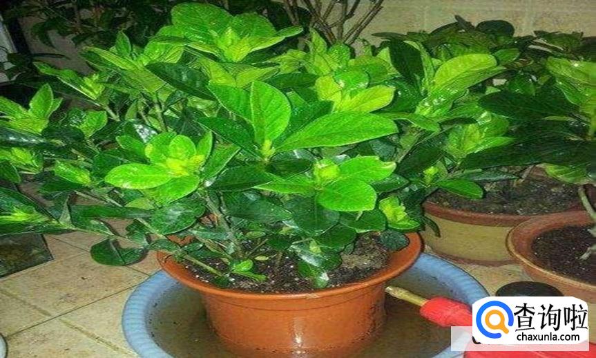 桅子花怎么浇水合适