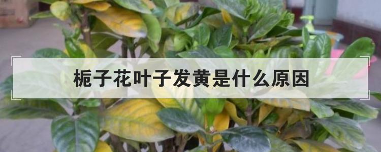 栀子花叶子发黄是什么原因