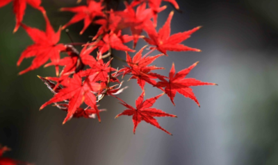 霜叶红于二月花是什么季节的?