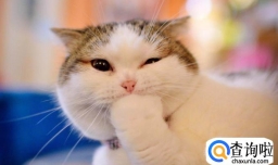 怎么给猫起个好听的名字