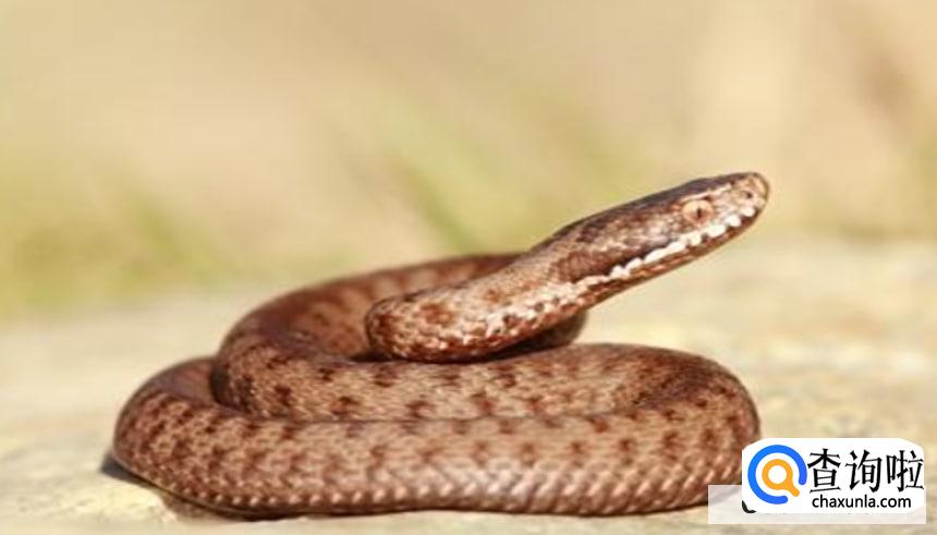 雄黄粉对蛇有用吗