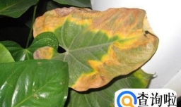 红掌叶子发黄怎么补救