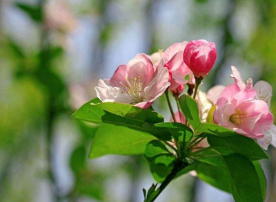 海棠的花语是什么