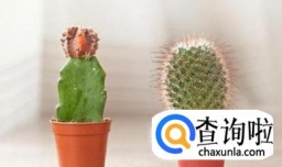 什么植物在夜间也释放氧气？