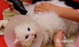 给小猫洗完澡后 怎么让它不乱动乖乖把毛吹干