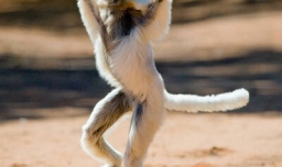 狐猴是哪个国家的国宝？