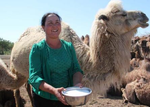 喝驼奶的好处与坏处