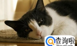 怎样防止猫咪得抑郁症