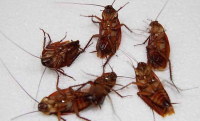 厨房有蟑螂怎么办