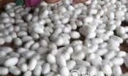 怎么样手工剥蚕茧？