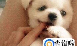 养狗的注意事项与窍门