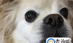 狗狗眼屎黄怎么办