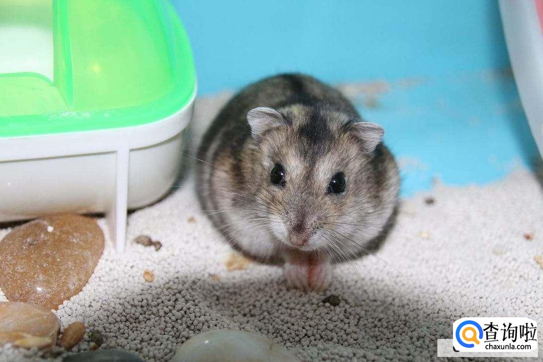 仓鼠嘴里藏食物怎么办