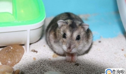 仓鼠嘴里藏食物怎么办