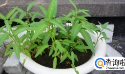 家庭怎样无土种植空心菜（水培空心菜）