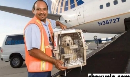 飞机可以托运宠物吗